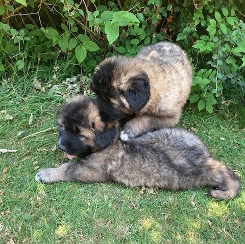 Healthy Caucasian Ovcharka Shepherd Puppies.