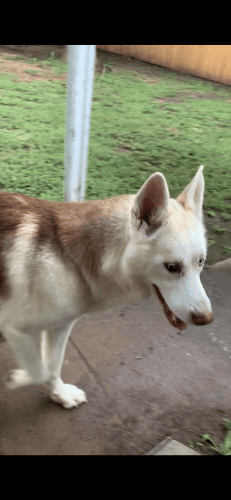 Siberian Husky - loves to play.