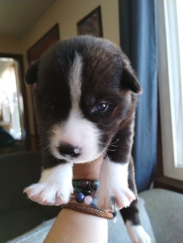 3 Gorgeous Shepsky Female Pups