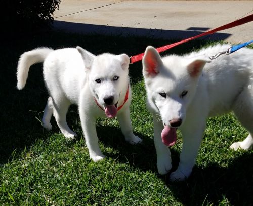 Full breed Siberian Huskys