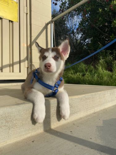 siberian husky brown puppy 1 blue eye