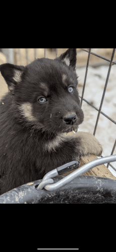 Puppies looking for new home