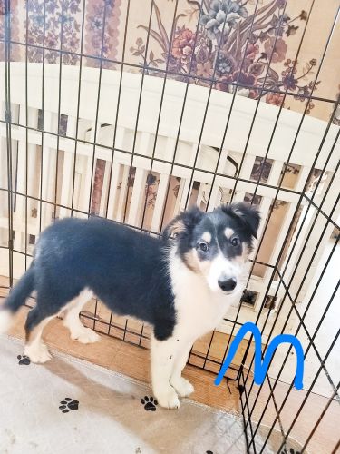 AKC Sheltie puppy