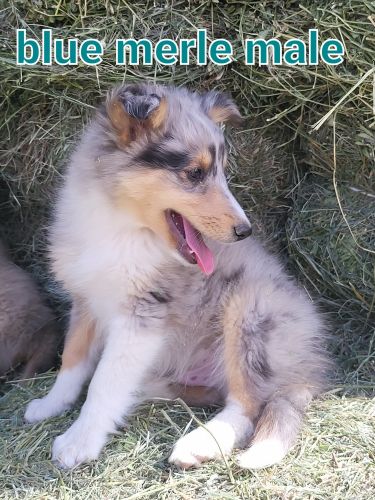 Shetland sheepdog