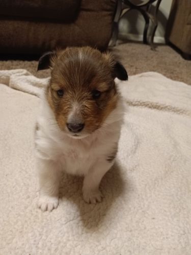 AKC sable sheltie for sale