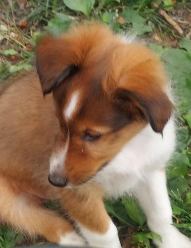 Male Sheltie Puppy
