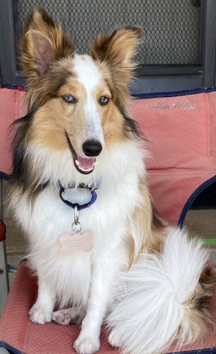 I am high energetic blue eyes Merle Sheltie