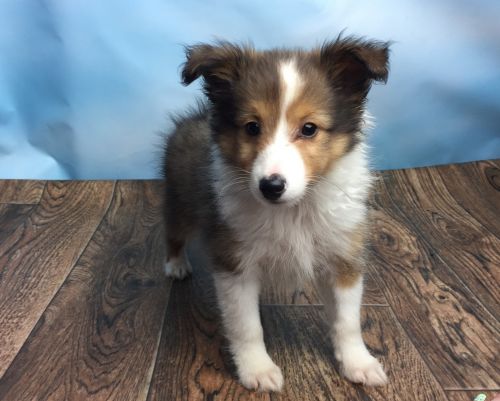 kip sheltie male aca