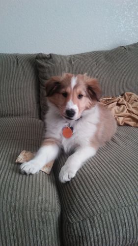 Sheltie for sale