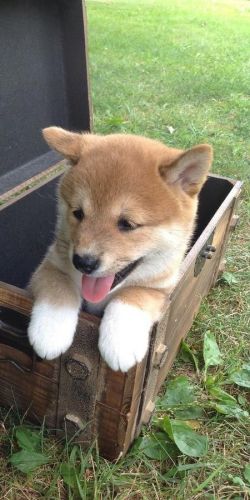 sincere Shiba Inu Puppies