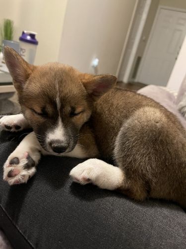 Shiba Inu Puppies for sale in Dallas, TX, USA. price: $2,500