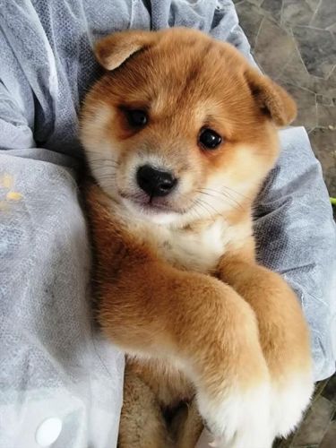 KENJI Nice 11 weeks shiba inu puppy