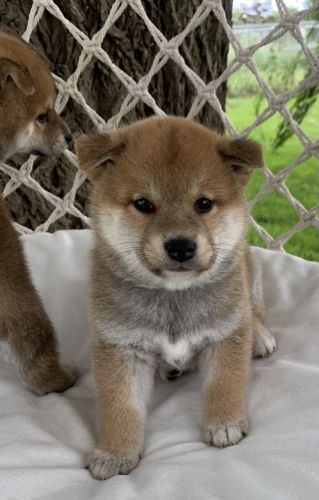 Nippo Shiba Male