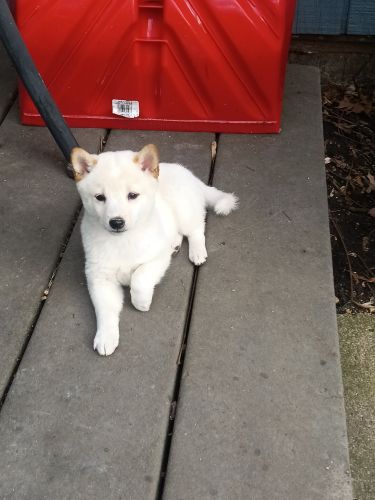 Shiba Inu puppies