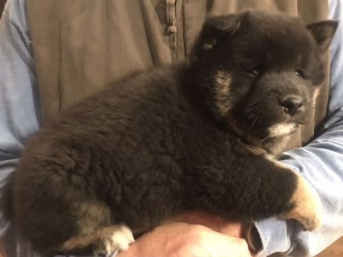 AKC Shiba puppy Captain