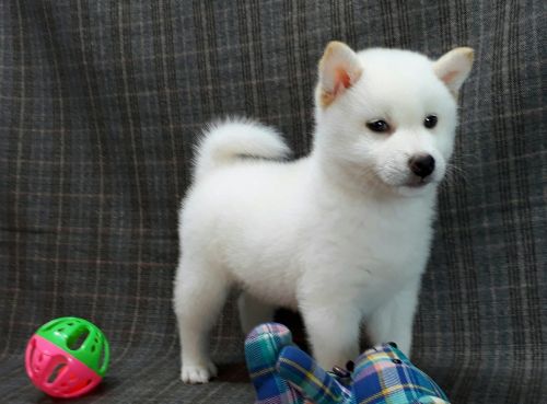 Wonderful Shiba Inu Puppies ready now