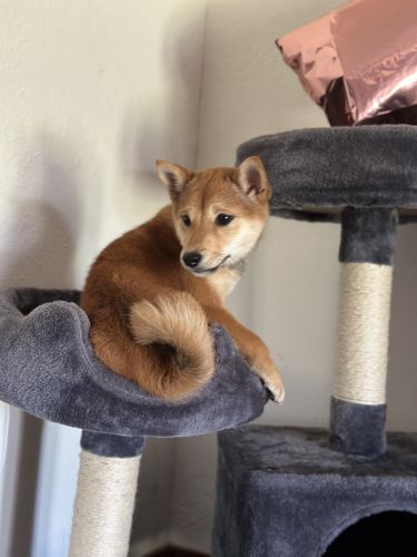 Shiba Inu for sale
