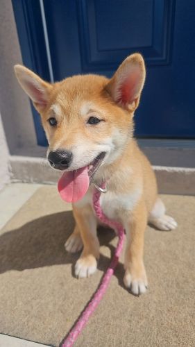 Shiba Inu puppies