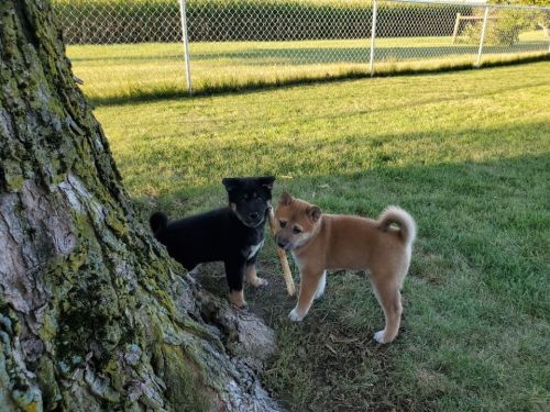 Shiba Inu Puppies for sale in New Orleans, LA, USA. price: $400