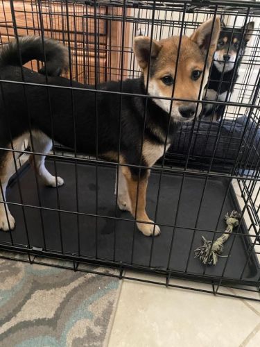 shiba inu puppy