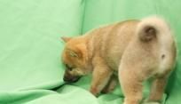 finaan shiba inu puppies text via:***