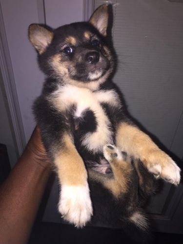 Beautiful Shiba Inu Puppies