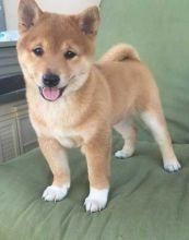 Shiba Inu For Sale ***) ***-***0