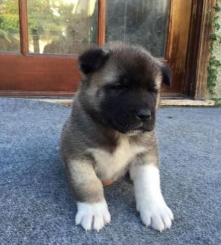 Shiba Inu puppies now available