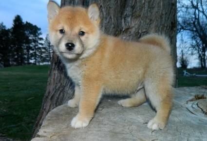 Brindle I Shiba Inu Puppy Me (***) ***-***8