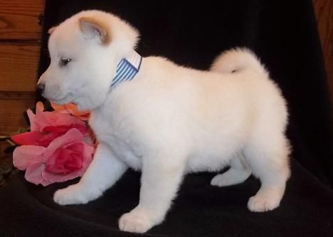 Shiba Inu Puppies for sale in San Francisco, CA, USA. price: $300