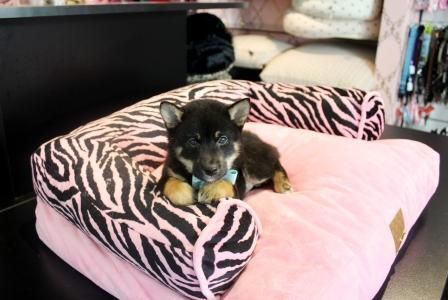 Stunning Shiba Inu - Puppy Financing