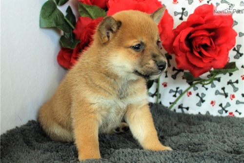 Home raised Shiba Inu Puppies