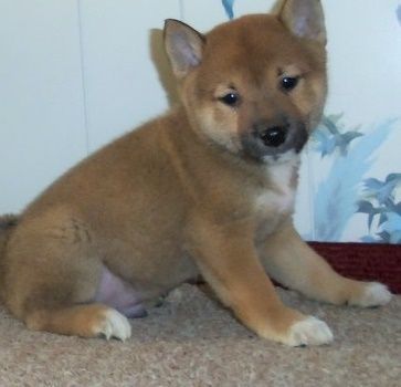 Shiba Inu Puppies for Sale