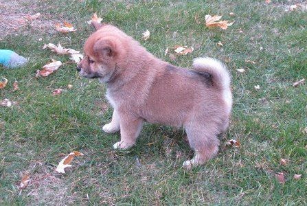 lively Shiba Inu interaction with children