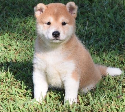 house trained shiba inu pups avaiable