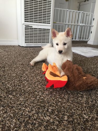 Shiba Inu Puppies for sale in San Diego, CA, USA. price: $2,000