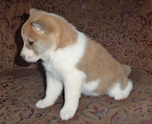 Shiba Inu Puppies for sale in Los Angeles, CA, USA. price: $670