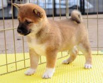 Shiba Inu Puppies for sale in New York, NY, USA. price: $550