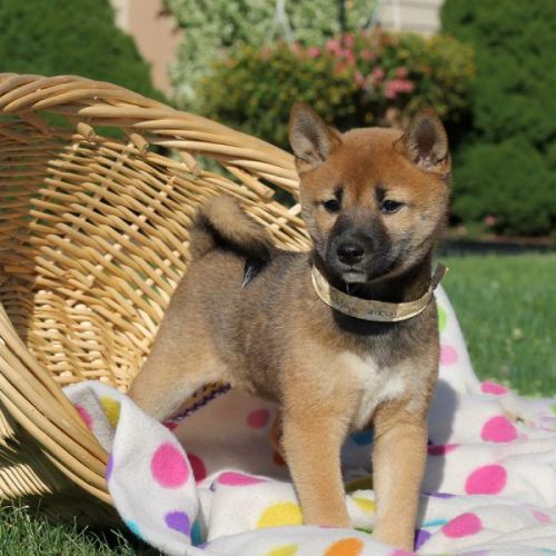 Home raised Shiba Inu Puppies