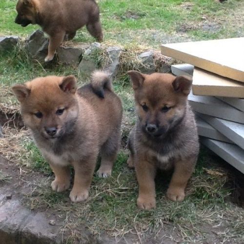 Shiba Inu puppies