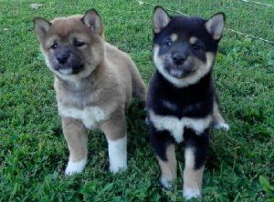 Shiba Inu Puppies for sale in Chicago, IL, USA. price: $400