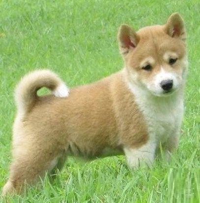Shiba Inu Puppies for sale in New York, NY, USA. price: $500