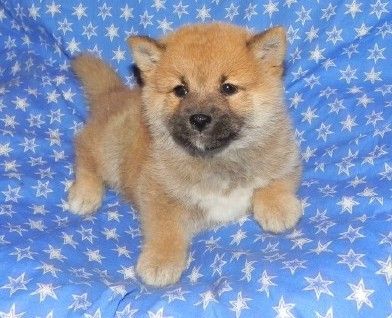 Registered Shiba Inu puppies.