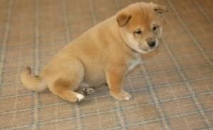 Shiba Inu Puppies for sale in Dallas, TX, USA. price: NA