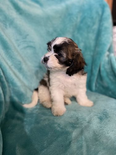 Shih-Poo Female Puppy