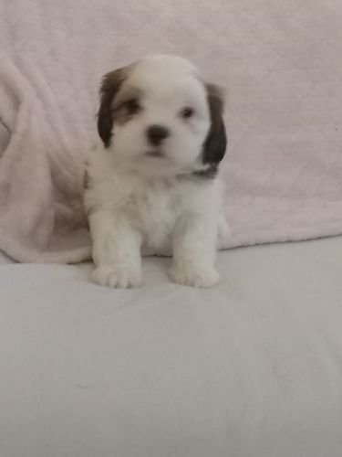 Shih poo puppies