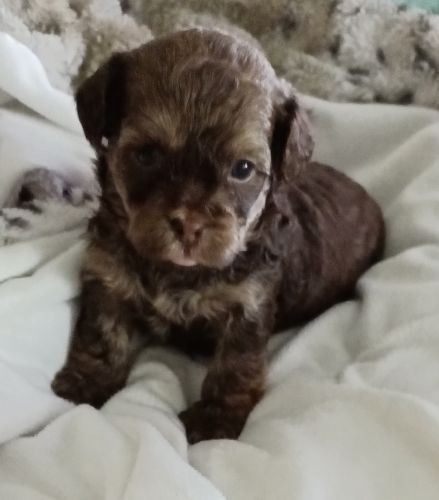 Precious female shihpoo