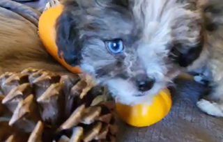 Shihpoo Puppies for Sale