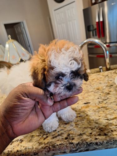 SHIH-POO Puppies for sale
