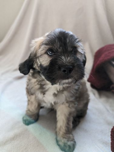 Shipoo puppies